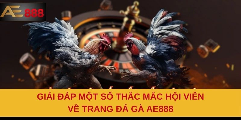 Giải đáp một số thắc mắc hội viên về trang đá gà AE888 Giải đáp một số thắc mắc hội viên về trang đá gà AE888