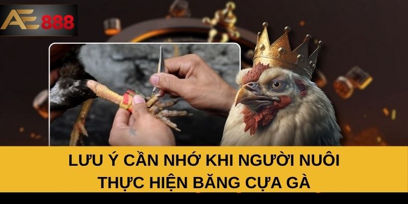 Lưu ý cần nhớ khi người nuôi thực hiện băng cựa gà Lưu ý cần nhớ khi người nuôi thực hiện băng cựa gà