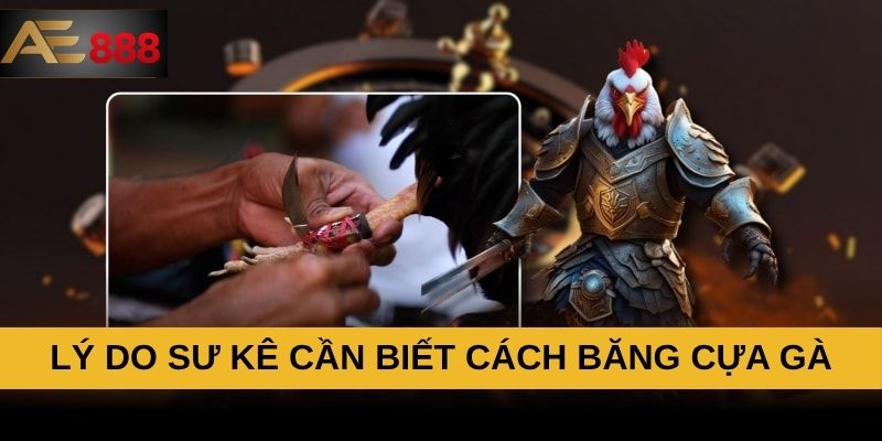Lý do sư kê cần biết cách băng cựa gà Lý do sư kê cần biết cách băng cựa gà