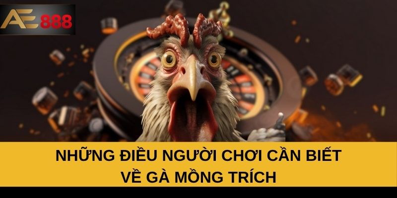 Những điều người chơi cần biết về gà mồng trích Những điều người chơi cần biết về gà mồng trích