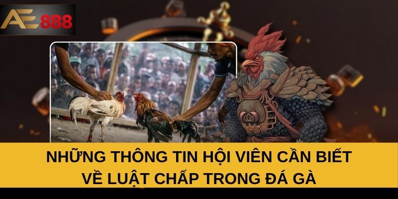 Những thông tin hội viên cần biết về luật chấp trong đá gà Những thông tin hội viên cần biết về luật chấp trong đá gà