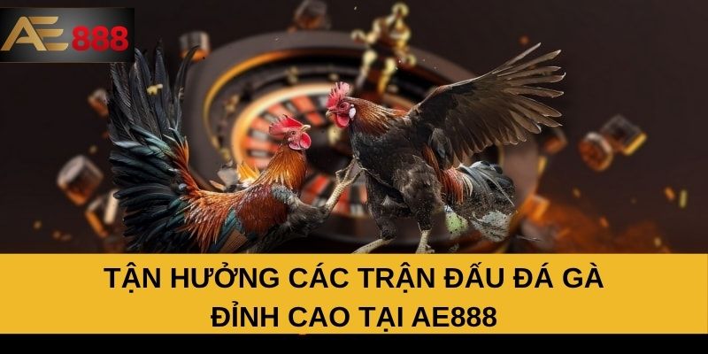 Tận hưởng các trận đấu đá gà đỉnh cao tại AE888 Tận hưởng các trận đấu đá gà đỉnh cao tại AE888