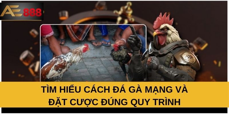 Tìm hiểu cách đá gà mạng và đặt cược đúng quy trình Tìm hiểu cách đá gà mạng và đặt cược đúng quy trình