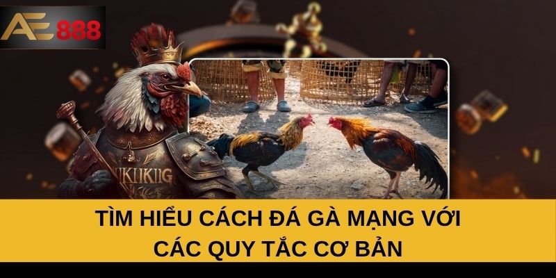 Tìm hiểu cách đá gà mạng với các quy tắc cơ bản Tìm hiểu cách đá gà mạng với các quy tắc cơ bản
